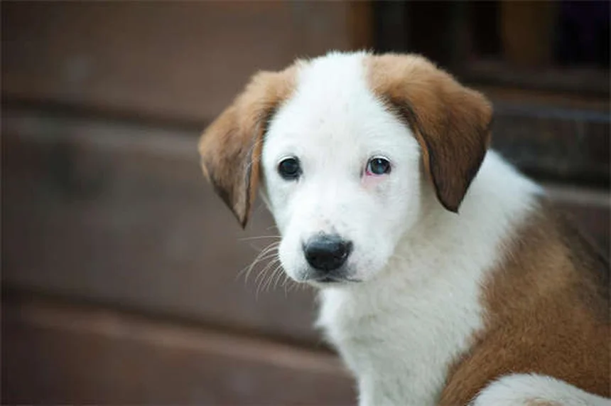 犬のフライングディスク 初心者向けトレーニング方法と注意点
