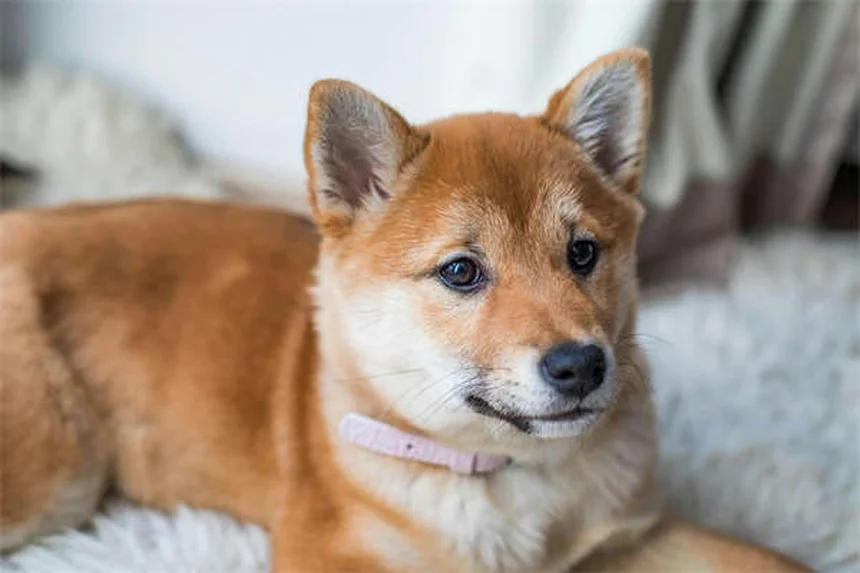 犬のフライングディスク 初心者向けトレーニング方法と注意点