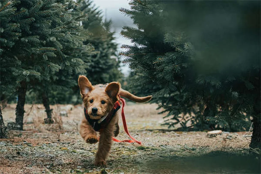 犬の散歩をもっと楽しくする知っておきたい8つの方法