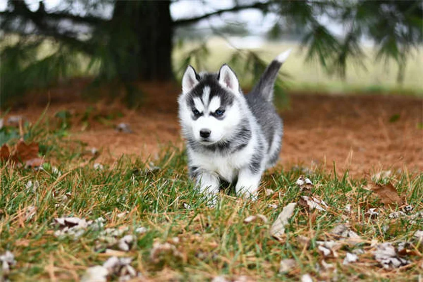 水が好きな犬の特徴と安全な楽しみ方｜18犬種の飼い方ガイド