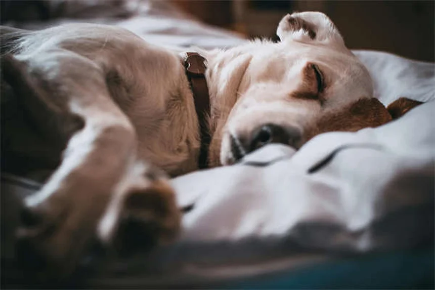 犬が土を食べる理由と今すぐできる防止策