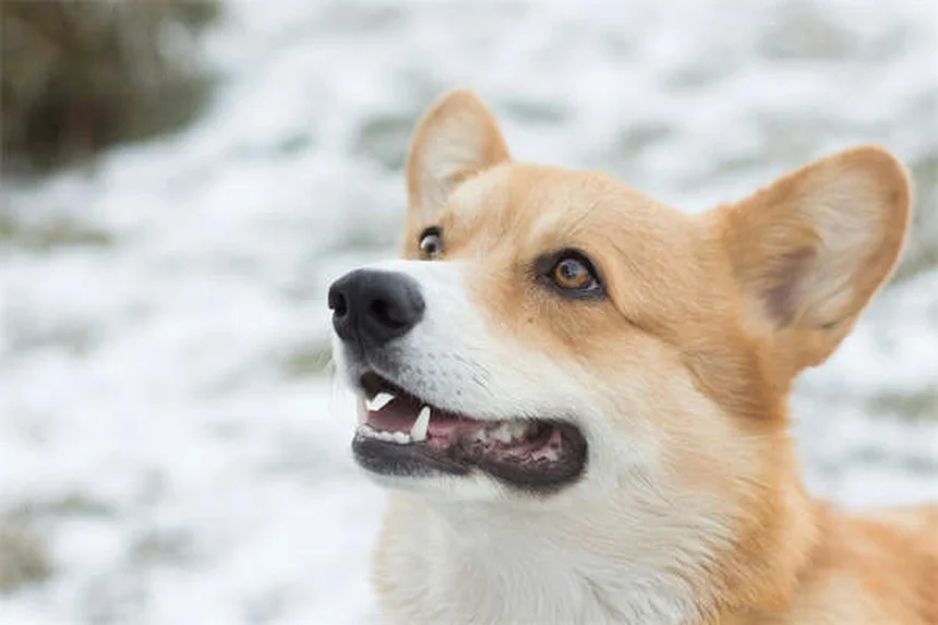 穏やかな犬種14選｜迎える前に知っておきたい真実と誤解