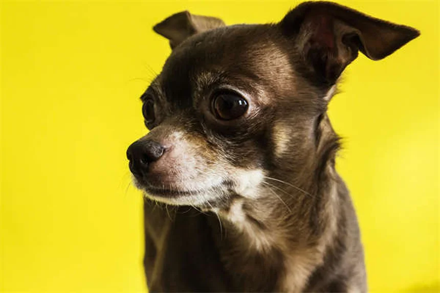 穏やかな犬種14選｜迎える前に知っておきたい真実と誤解