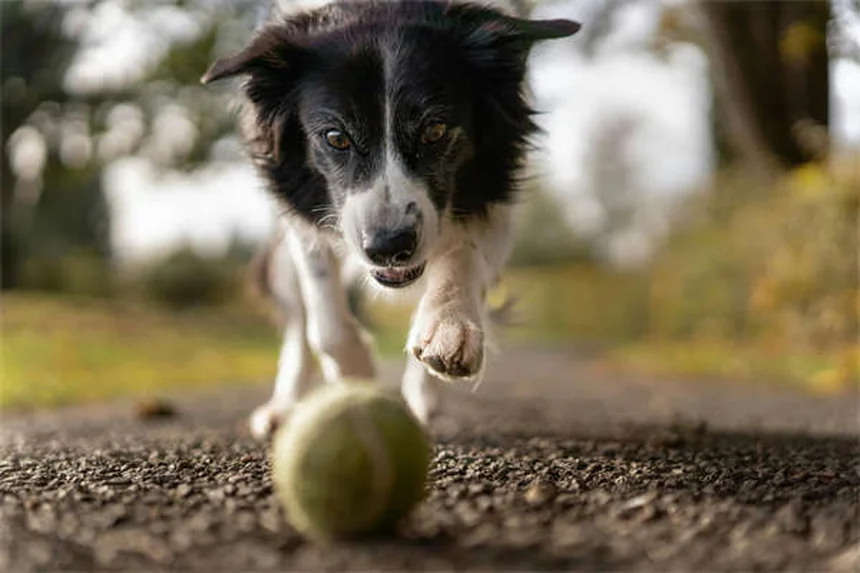 穏やかな犬種14選｜迎える前に知っておきたい真実と誤解