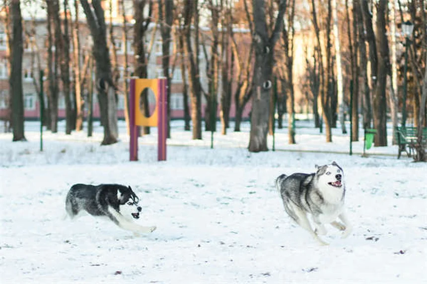 【プロ直伝】犬の伏せをカフェや病院でもできるようにする方法