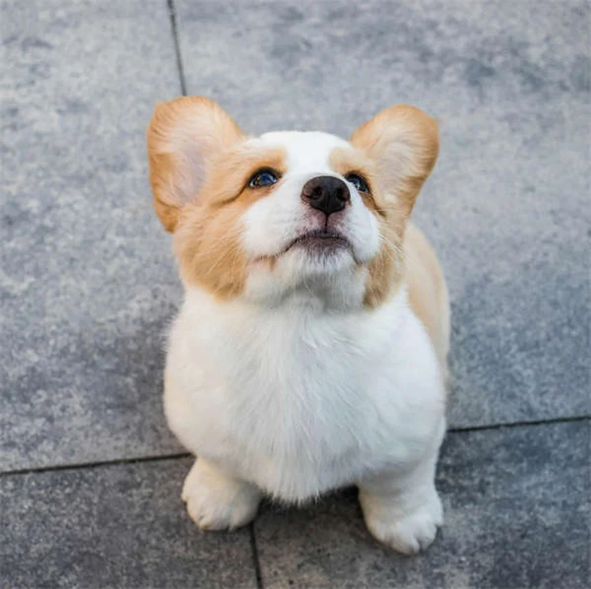 犬の唸りは悪いことじゃない!理由と正しい対処法をチェック