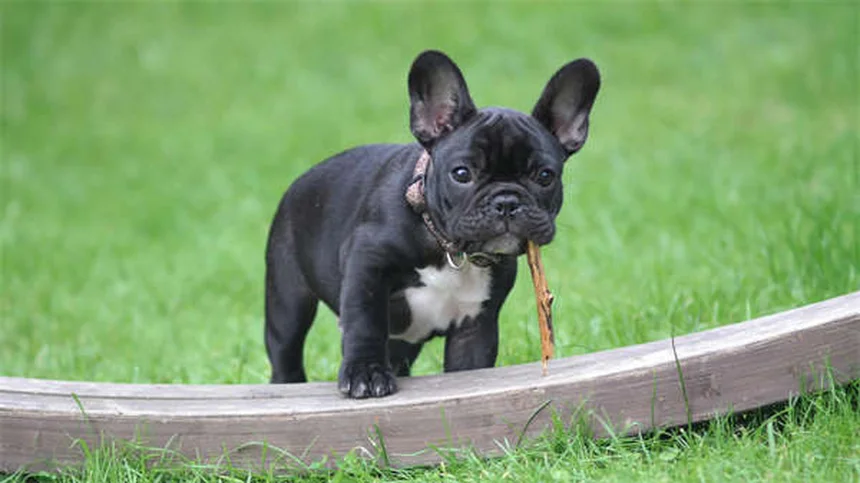 犬の唸りは悪いことじゃない！理由と正しい対処法をチェック