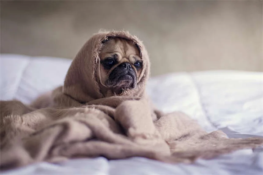 犬の食欲不振にミルタザピンを使う前に知っておきたい7つのポイント