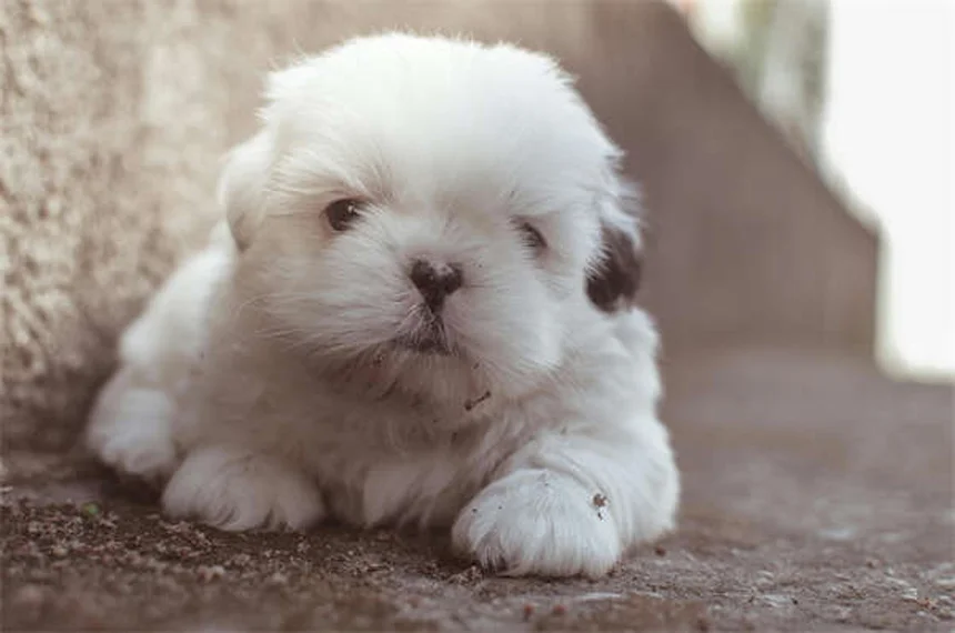 グッピーの驚きの事実8選！飼いやすさの真実も徹底解説