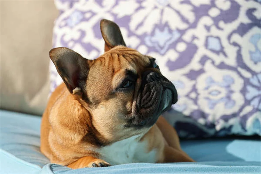 犬のしつけに効果的なフード以外のご褒美5選