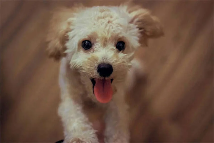 犬のしつけに革命！行動形成トレーニングの成功法3選