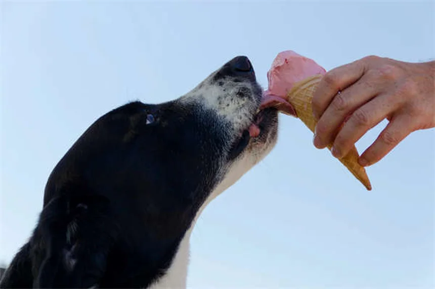 馬のリングボーンとは？症状・治療法を獣医師が解説