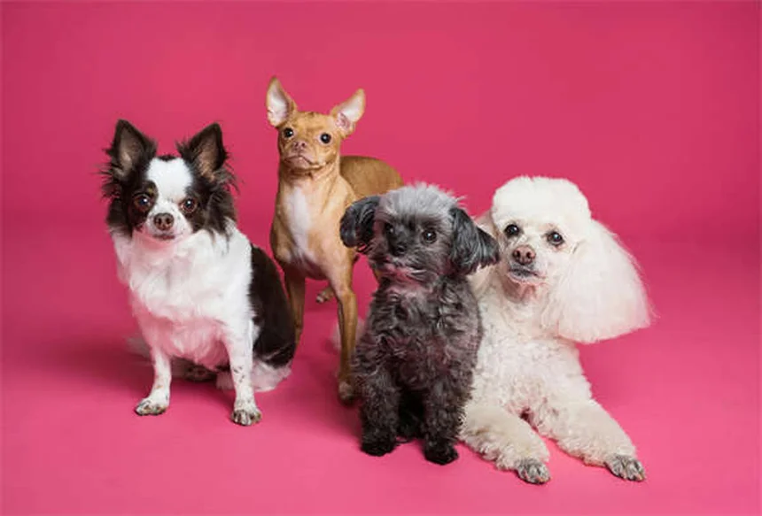 犬猫のメトロニダゾール：効果・副作用・正しい使い方【獣医師監修】