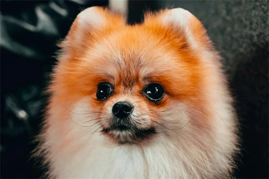 犬の感覚が人間より優れている5つの理由