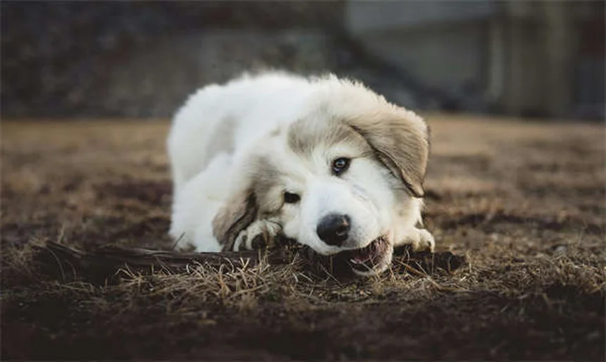 犬猫のメトロニダゾール：効果・副作用・正しい使い方【獣医師監修】