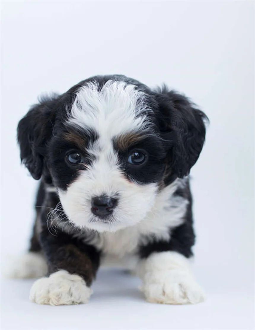 子犬の思春期（6〜12ヶ月）のしつけと健康管理のコツ