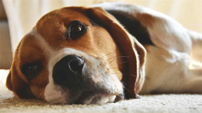 犬の睾丸腫瘍の症状と治療法を獣医師が解説