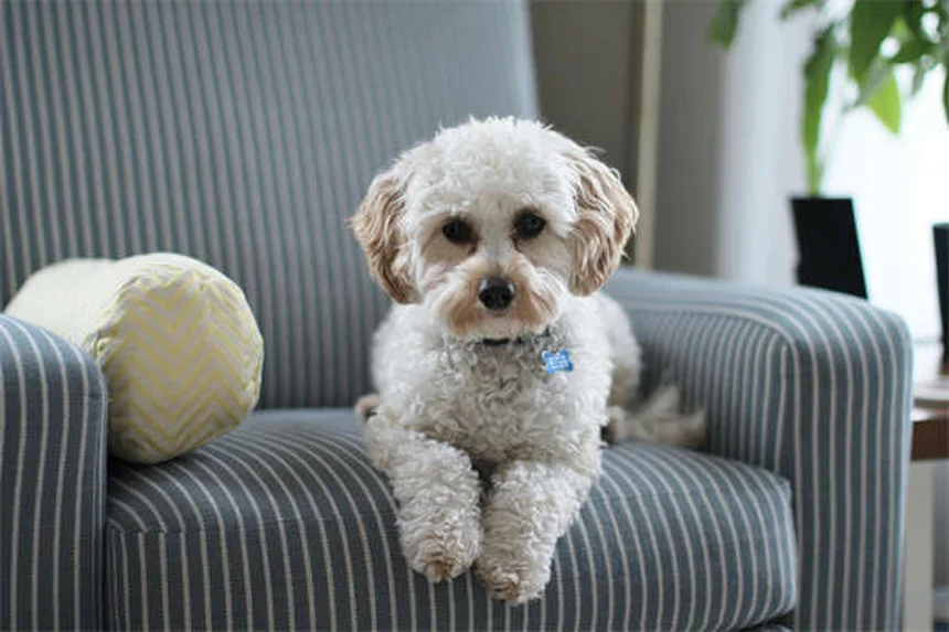 犬のダニ感染ルート5つとすぐにできる対策