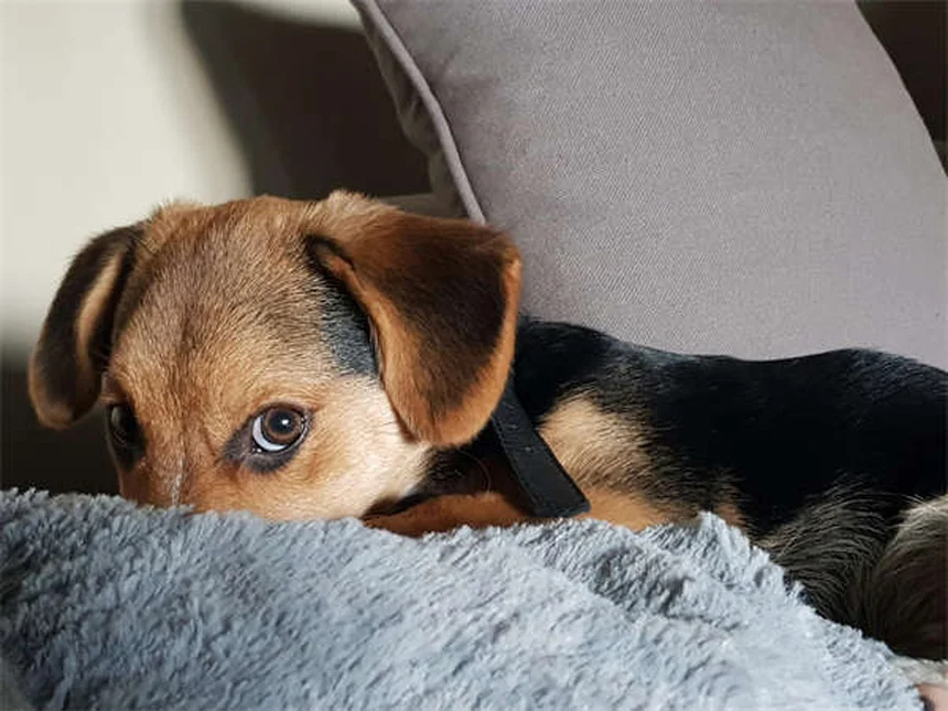 犬用インビジブルフェンスの危険性と7つの問題点