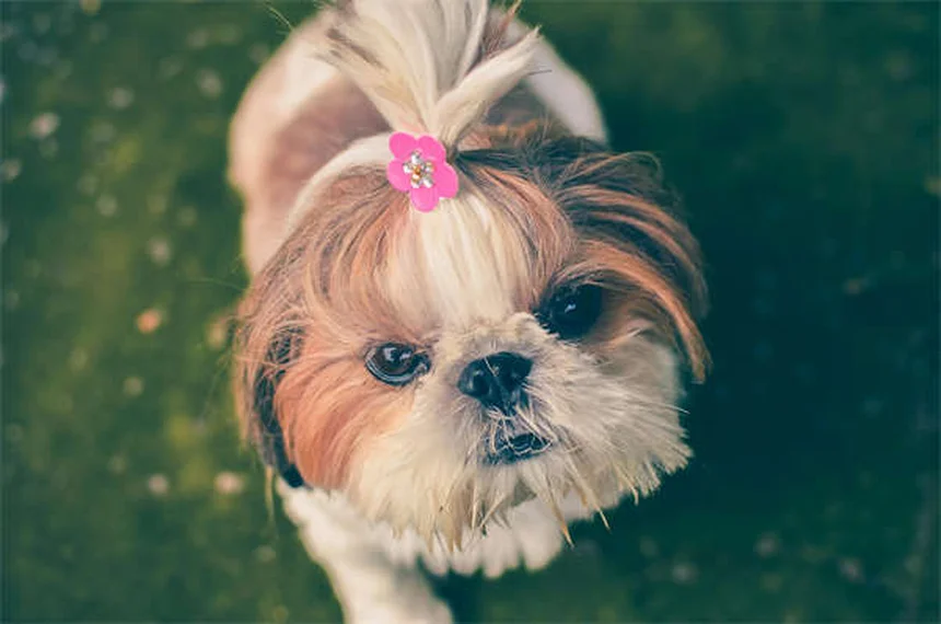 ペットの年間コストはいくら？犬と猫の飼育費を徹底比較