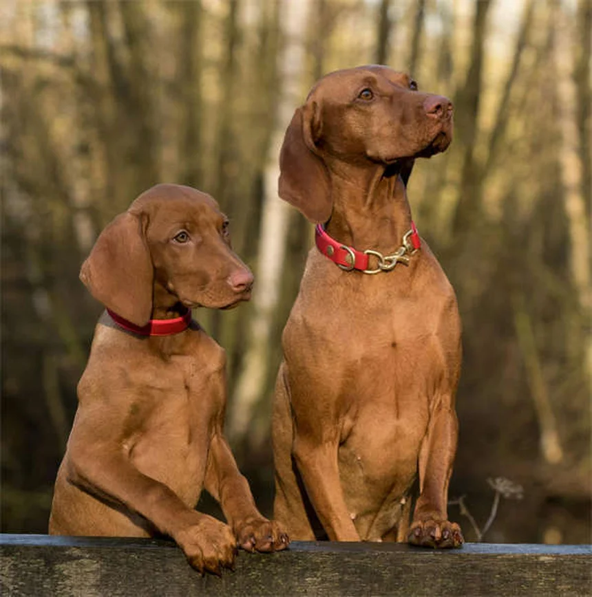 犬の社会化不足がもたらす本当のリスクとは？