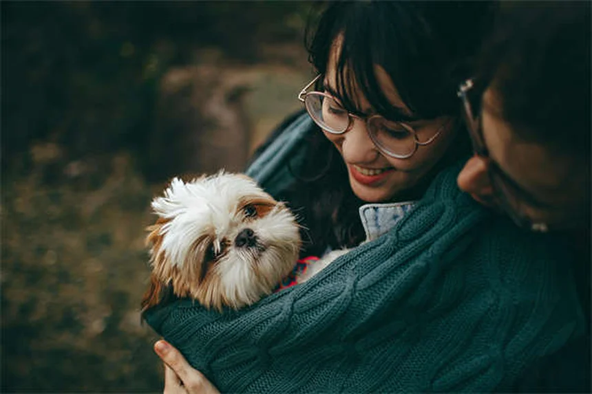成犬のトイレトレーニング、クレートで成功させる実践法