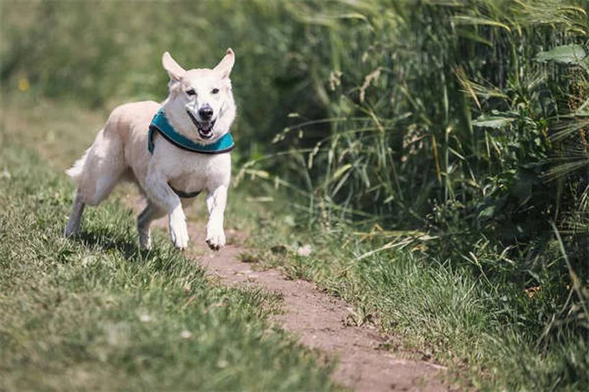 成犬のトイレトレーニング、クレートで成功させる実践法