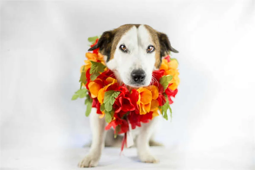 子犬がうんちを食べる理由と対策｜獣医師が教える食糞症の治し方