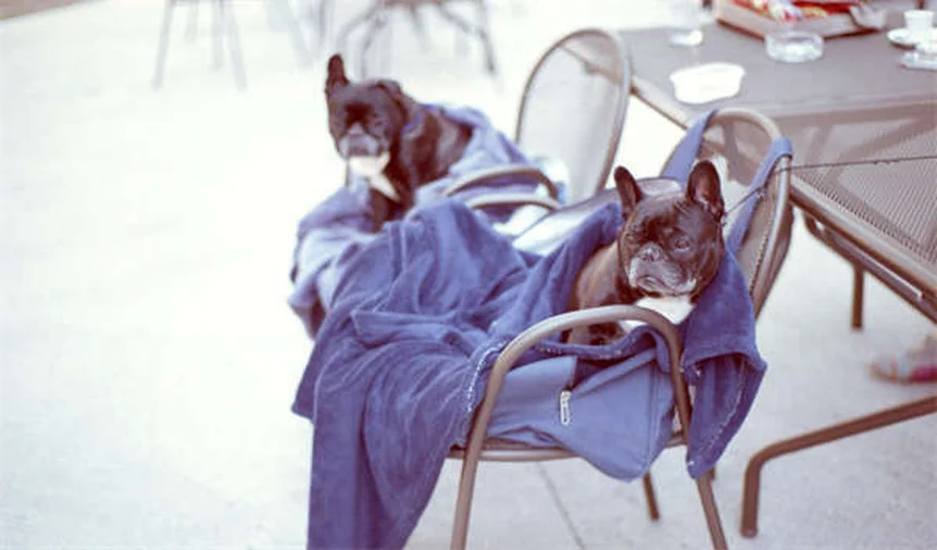 馬の蹄葉炎（ファウンダー）とは？症状・原因・治療法を徹底解説